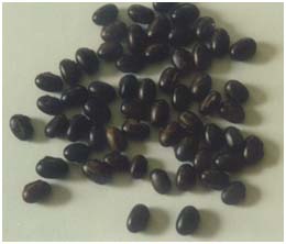 http://www.geocities.com/cheriachangelmathews/images/mucuna_seeds.jpg